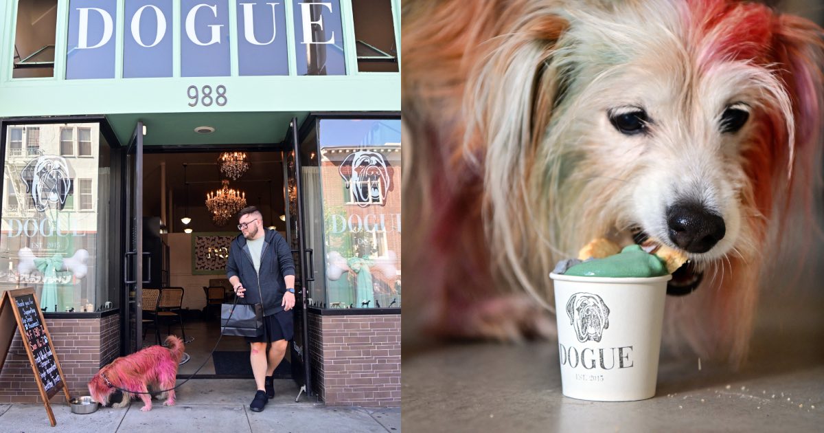 Hautedog cuisine US restaurant caters to canine gourmets TrendRadars PH